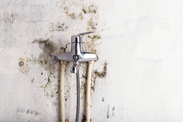  Junction City, CA Mold Removal Pros