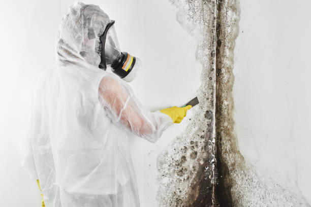 Best Office Mold Removal Services  in Junction City, CA