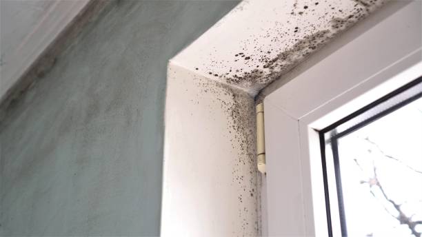 Best Crawl Space Mold Removal  in Junction City, CA
