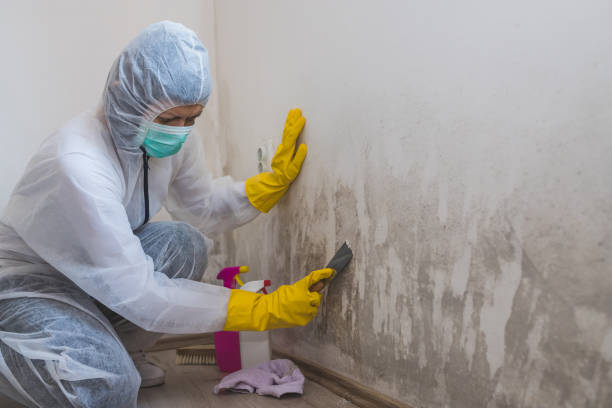 Best Mold Testing  in Junction City, CA
