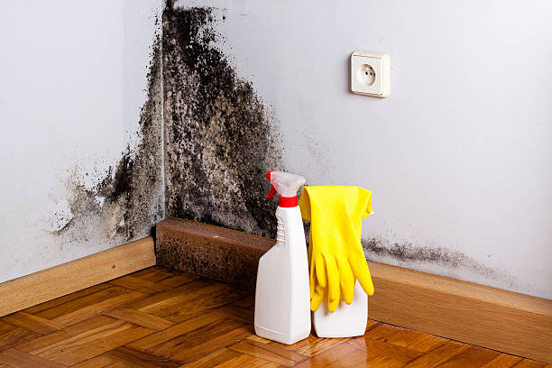 Best Black Mold Removal  in Junction City, CA