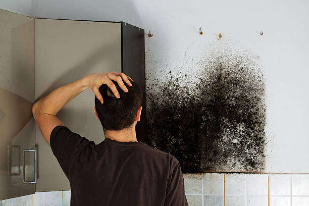 Best Home Mold Removal  in Junction City, CA