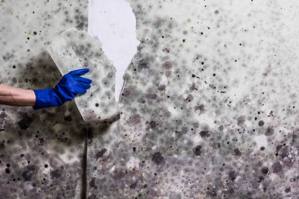 Best Professional Mold Removal  in Junction City, CA