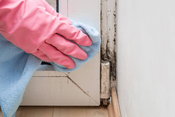 Best Residential Mold Removal  in Junction City, CA