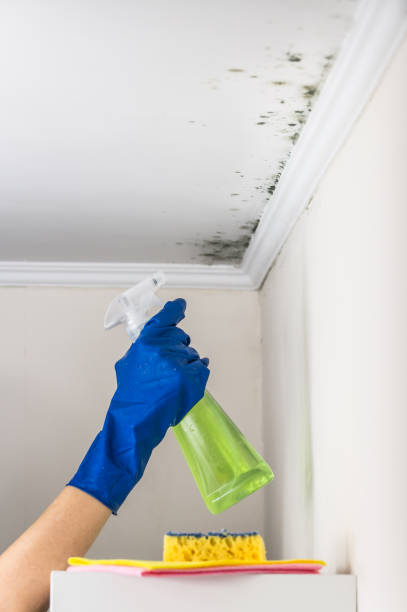 Best Local Mold Removal Service  in Junction City, CA