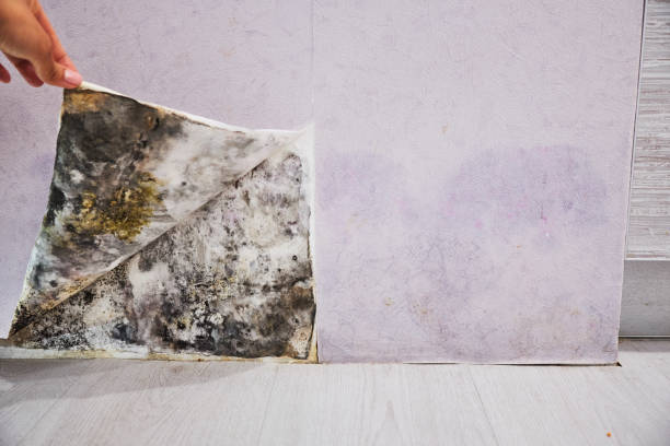 Best Same-Day Mold Removal  in Junction City, CA